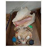 Frog Figurines Playing Cards Around Shell Table