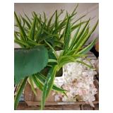 Artificial Plants in Ceramic Planters
