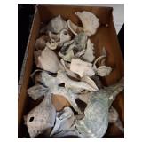 Seashell Fragments