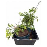 Lemon Tree in 24x51 Planter with Fruit