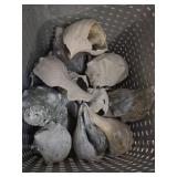 Large Sea Shells in Basket