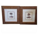 Framed Fish Prints, 22x23 Inches