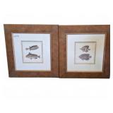 Framed Fish Prints, 22x23 Inches