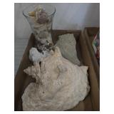 Collection of Seashells and Conchs