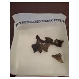 Fossilized Shark Teeth