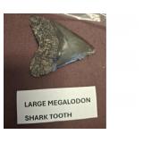 Large Megalodon Shark Tooth Fossil