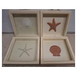 4 Framed Sea Life Displays, 11" x 11"