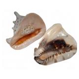 Large Conch Shells