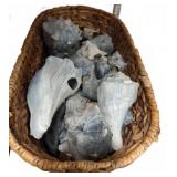 Basket of Assorted Conch Shells