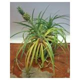 Live Pineapple Plant in Pot