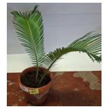 Live Potted Cycas Revoluta Sago Palm