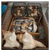 Decorative Shells, Stones, and Accent Marbles