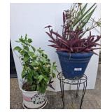 Potted Plants With Decorative Pots