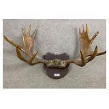 Moose Rack on Wooden Plaque