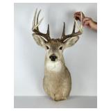 8 pt Whitetail Mounted Deer Head