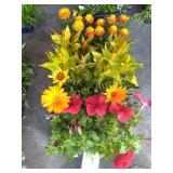 FLASH AUCTION: FLOWERS & PLANTS