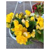 HANGING BASKET OF BEGONIAS