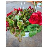 HANGING BASKET OF BEGONIAS