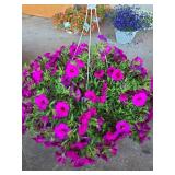 HANGING BASKET OF PETUNIAS