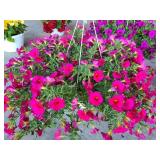 HANGING BASKET OF PETUNIAS