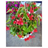HANGING BASKET OF BEGONIAS