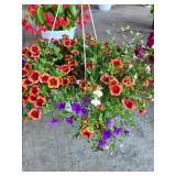 HANGING BASKET OF MILLION BELLS