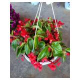HANGING BASKET OF BEGONIAS