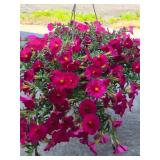 HANGING BASKET OF PETUNIAS