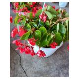 HANGING BASKET OF BEGONIAS