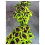 3 POTTED COLEUS