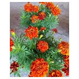 2 POTTED MARIGOLDS
