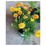 2 POTTED MARIGOLDS