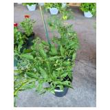 2 POTTED PATIO TOMATOES