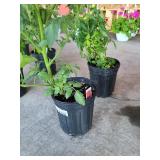 2 POTTED PATIO TOMATOES