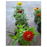 3 POTTED DAHLIAS