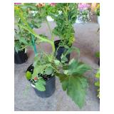 2 POTTED PATIO TOMATOES