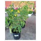 2 POTTED PATIO TOMATOES