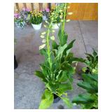 2 POTTED FOXGLOVE PERENNIALS