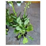 2 POTTED FOXGLOVE PERENNIALS