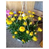 HANGING BASKET OF STRAW FLOWERS