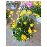 HANGING BASKET OF STRAW FLOWERS