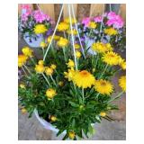 HANGING BASKET OF STRAW FLOWERS