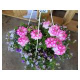 HANGING BASKET OF MIXED FLOWERS