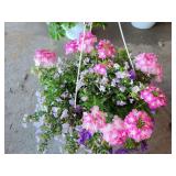 HANGING BASKET OF MIXED FLOWERS