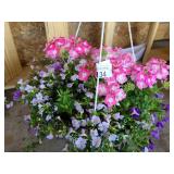 HANGING BASKET OF MIXED FLOWERS