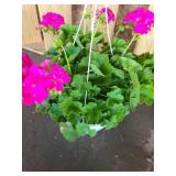 HANGING BASKET OF GERANIUMS