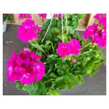 HANGING BASKET OF GERANIUMS