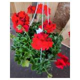 HANGING BASKET OF GERANIUMS