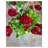 HANGING BASKET OF GERANIUMS