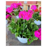 HANGING BASKET OF GERANIUMS